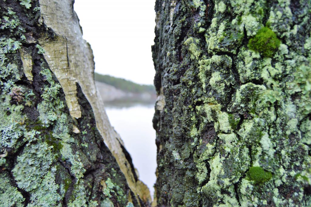 Naturen i Fredrikstadmarka, nærbilde av bjørketrær