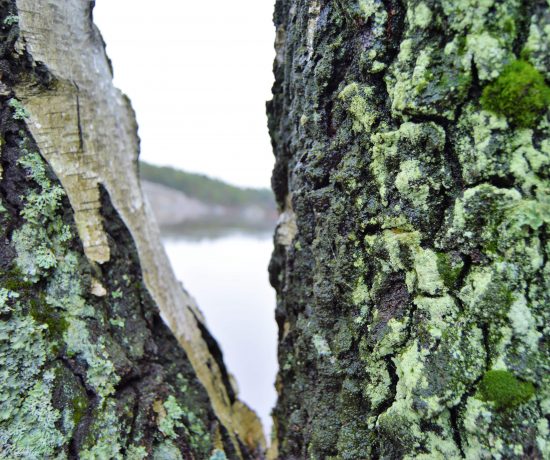 Naturen i Fredrikstadmarka, nærbilde av bjørketrær