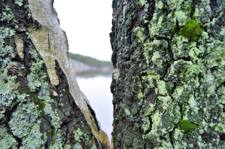 Naturen i Fredrikstadmarka, nærbilde av bjørketrær