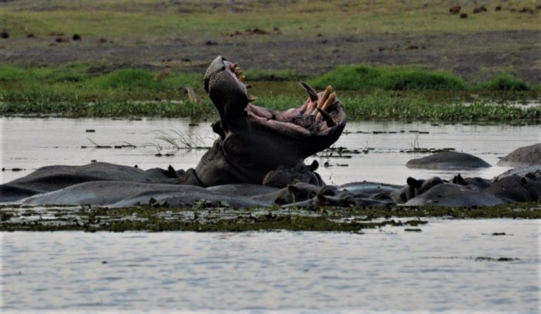 Dyreliv, flodhest, Victoria Falls