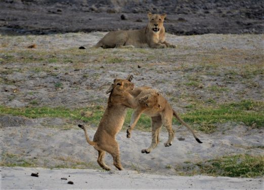 Dyrelis, løver i lek, Victoria Falls