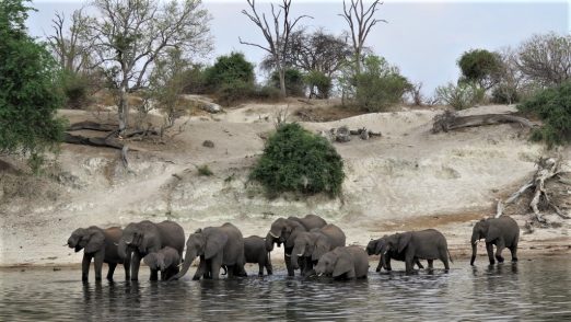 Dyreliv, elefanter ved Victoria Falls