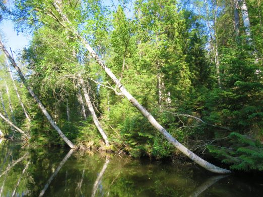 trolske båtturer i Gränna. Langs kanalbredden med trær som speiler seg i vannet.
