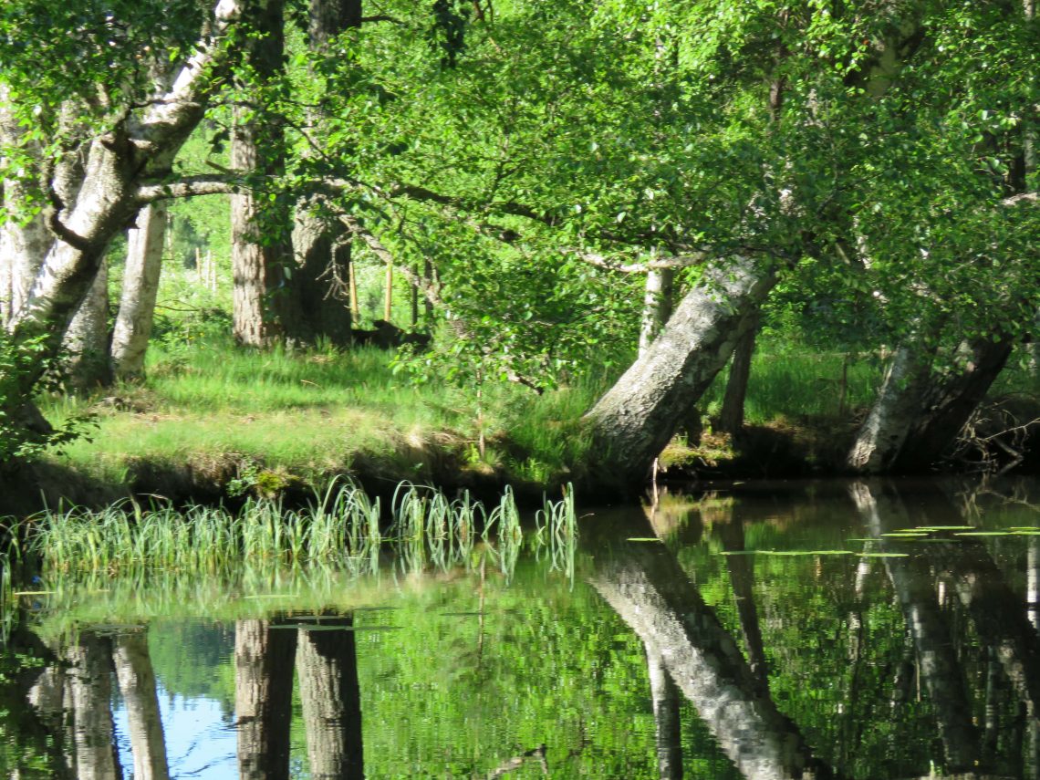Trosle båtturer i Gränna. Trærne speiler seg i vannet langs kanalen.