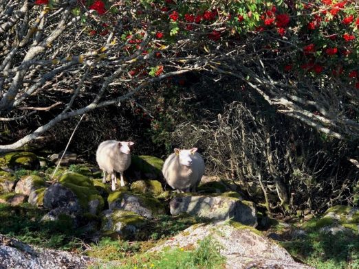 På hjemveien fra Amerika på Hvaler traff disse to søtnosene i fåreklær IMG_3708 (2)