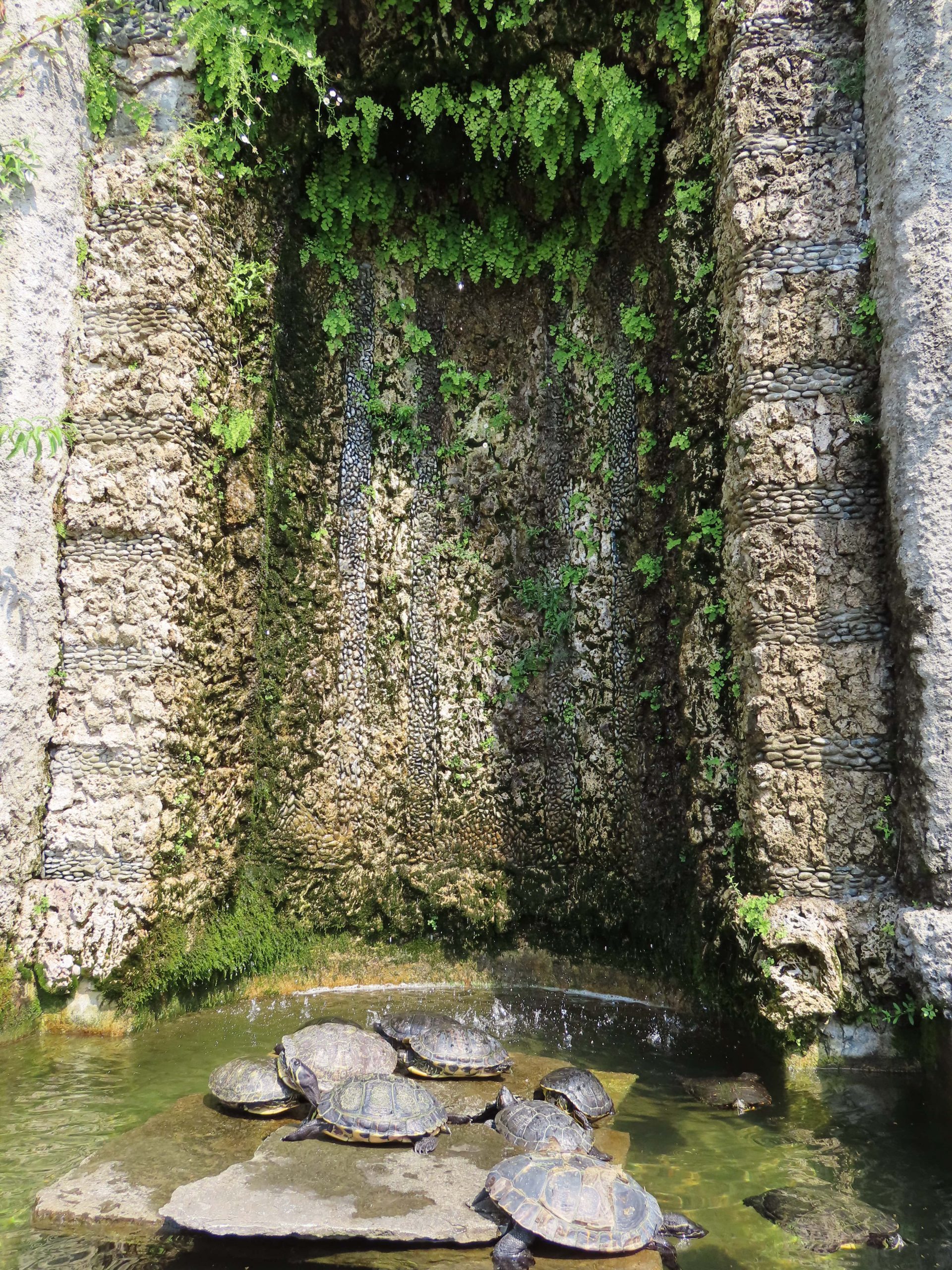 Et vakkert skue av skilpadder ved inngangspartiet til Villa Carlotta