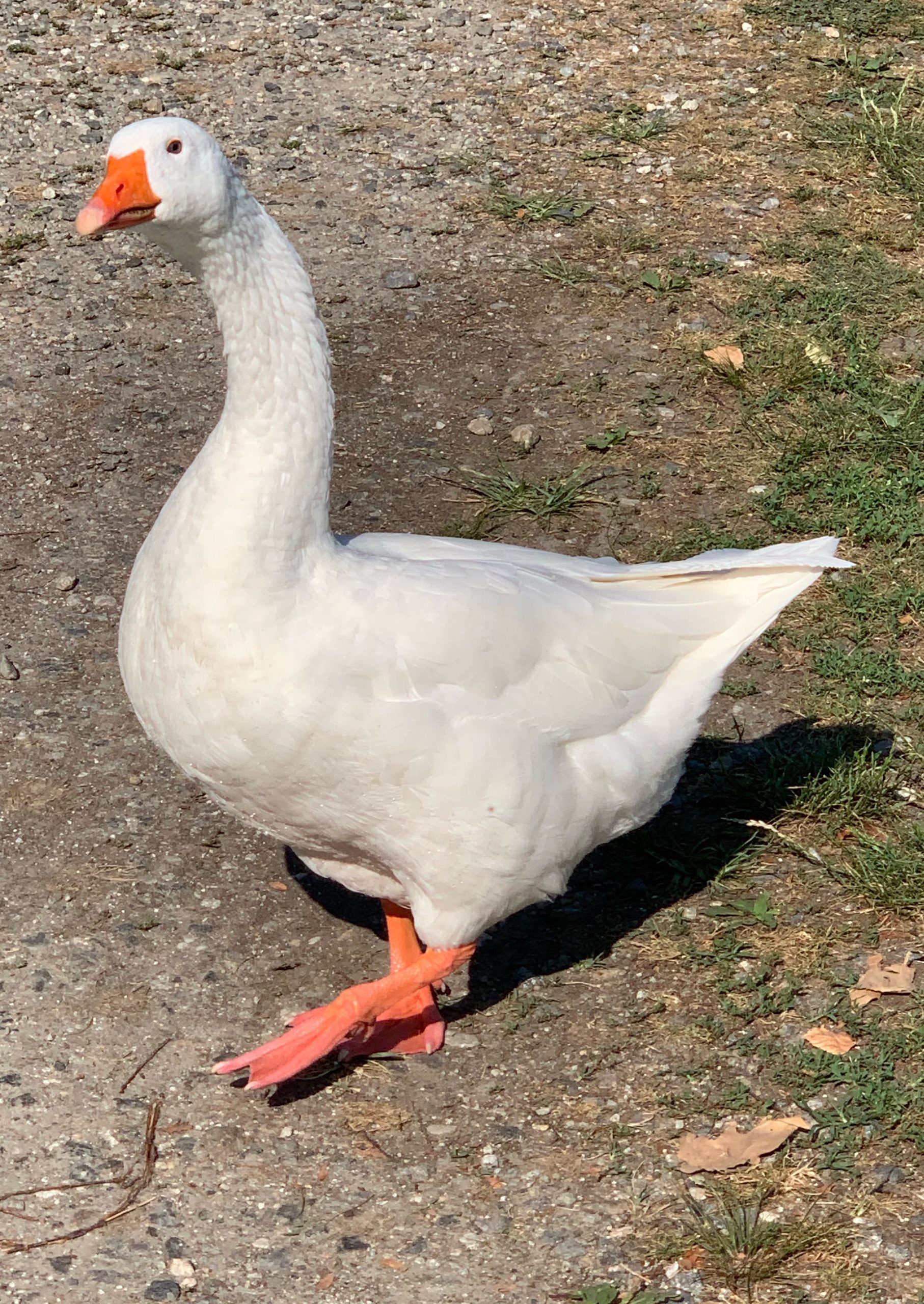 Gjessene i Mergozzo kom på besøk både på campingplassen og på restaurantene i Mergozzo