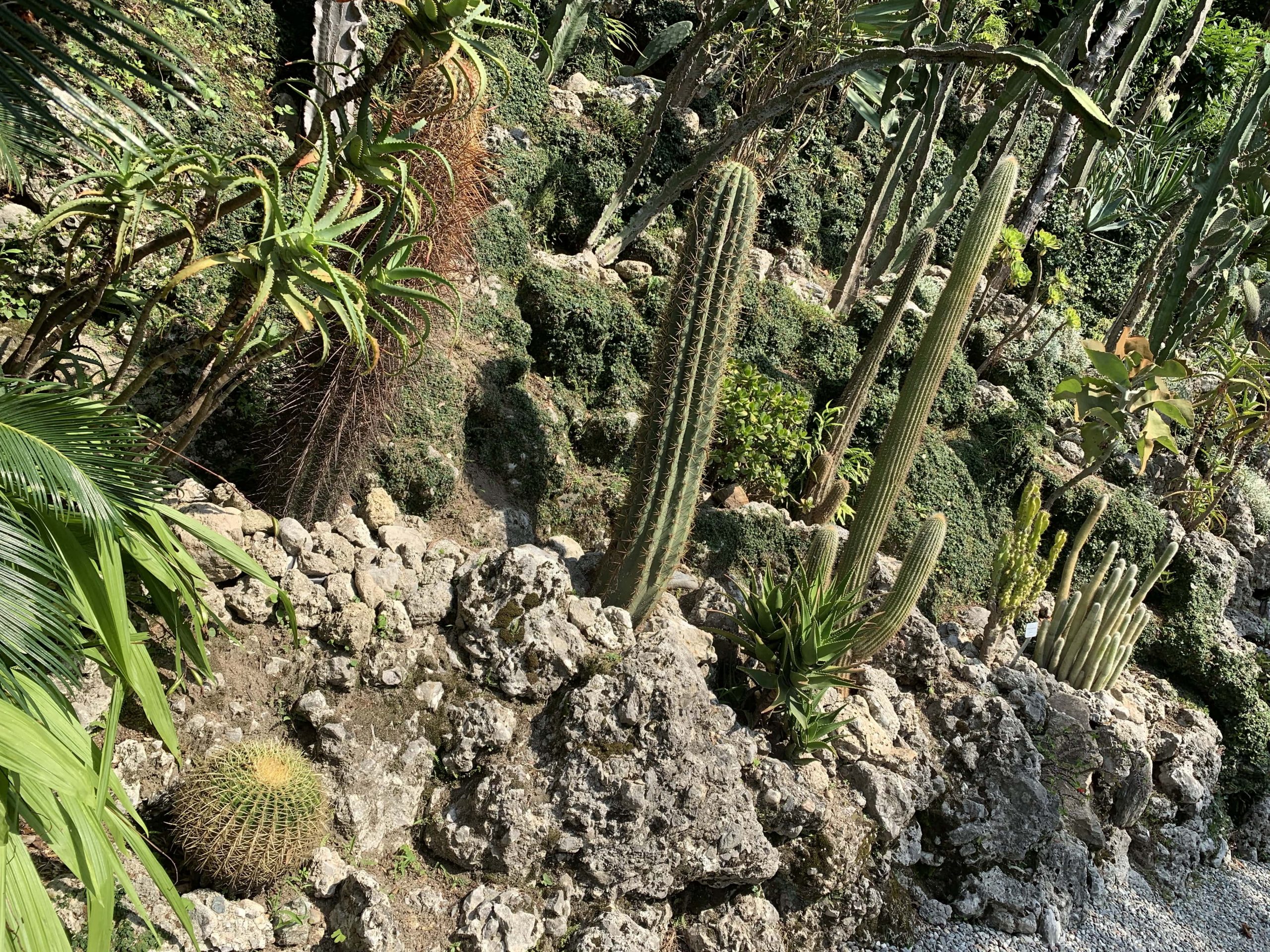 Kakutusbeplantningen rundt Villa Carlotta