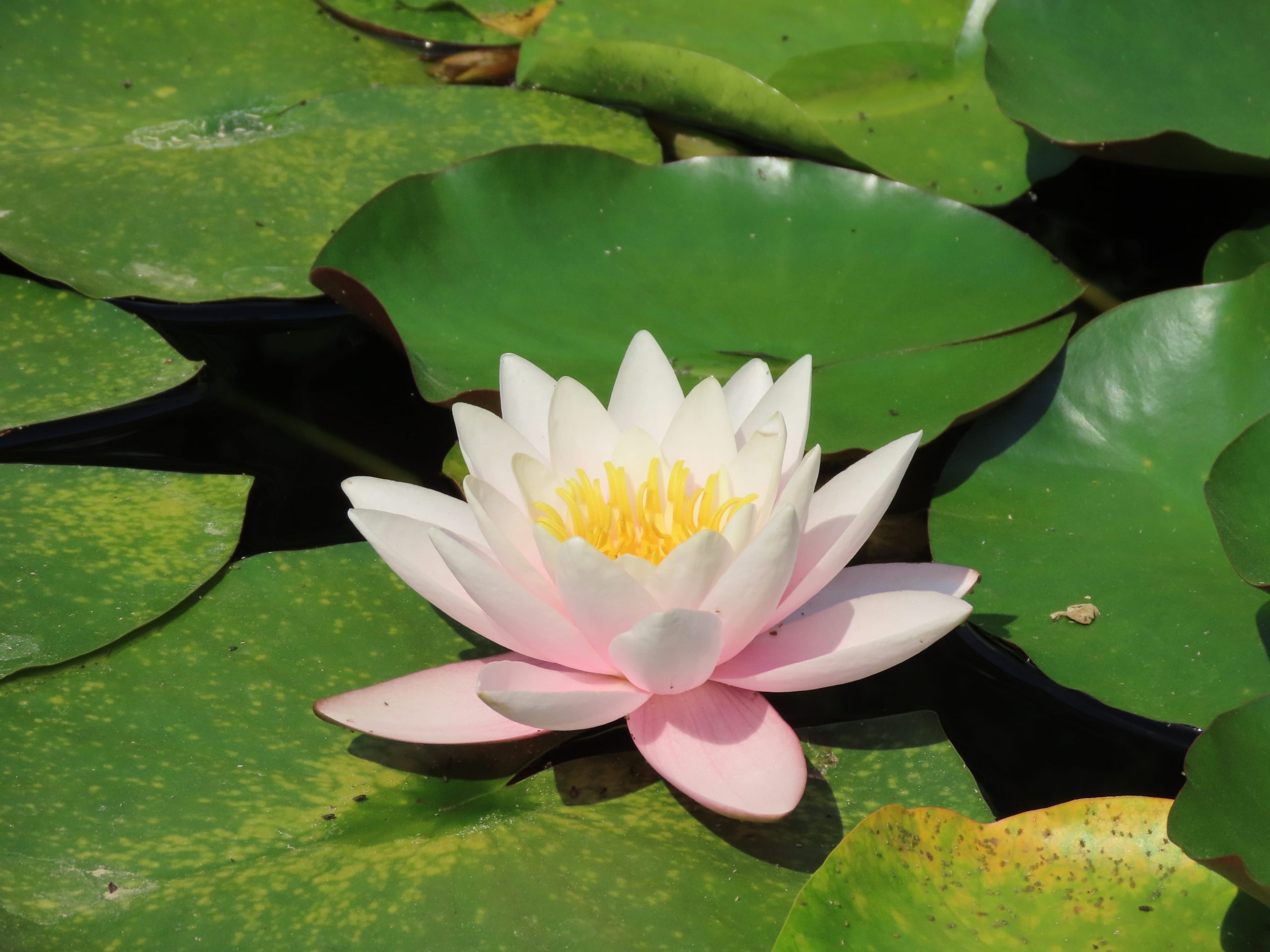 Vannliljer ved inngangspartiet til Villa Carlotta