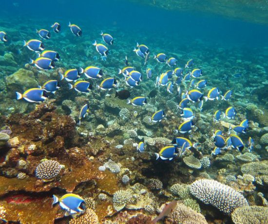 Familieferie på Maldivene med hav i turkis fargeskala - powder-blue-surgeonfish-3