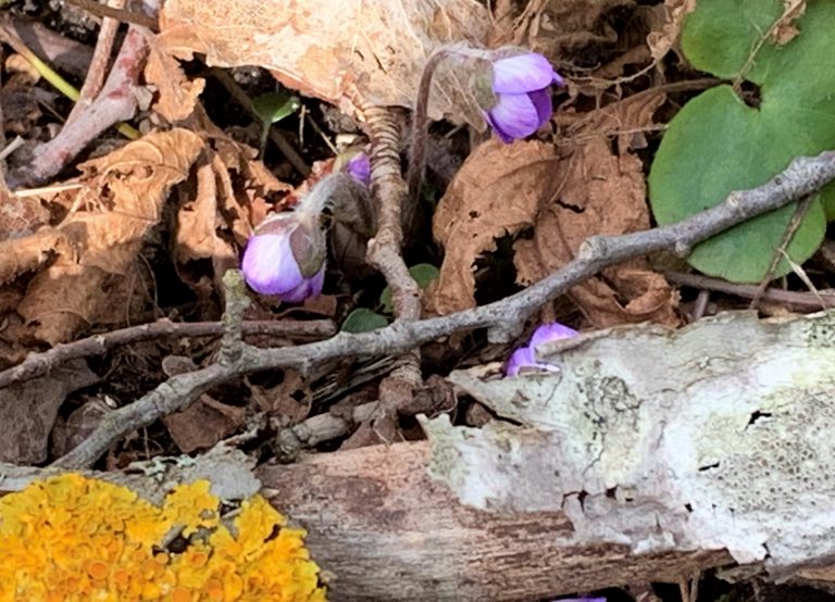 Blåveistur til Bjørnevågkilen - en kjærlighetshistorie