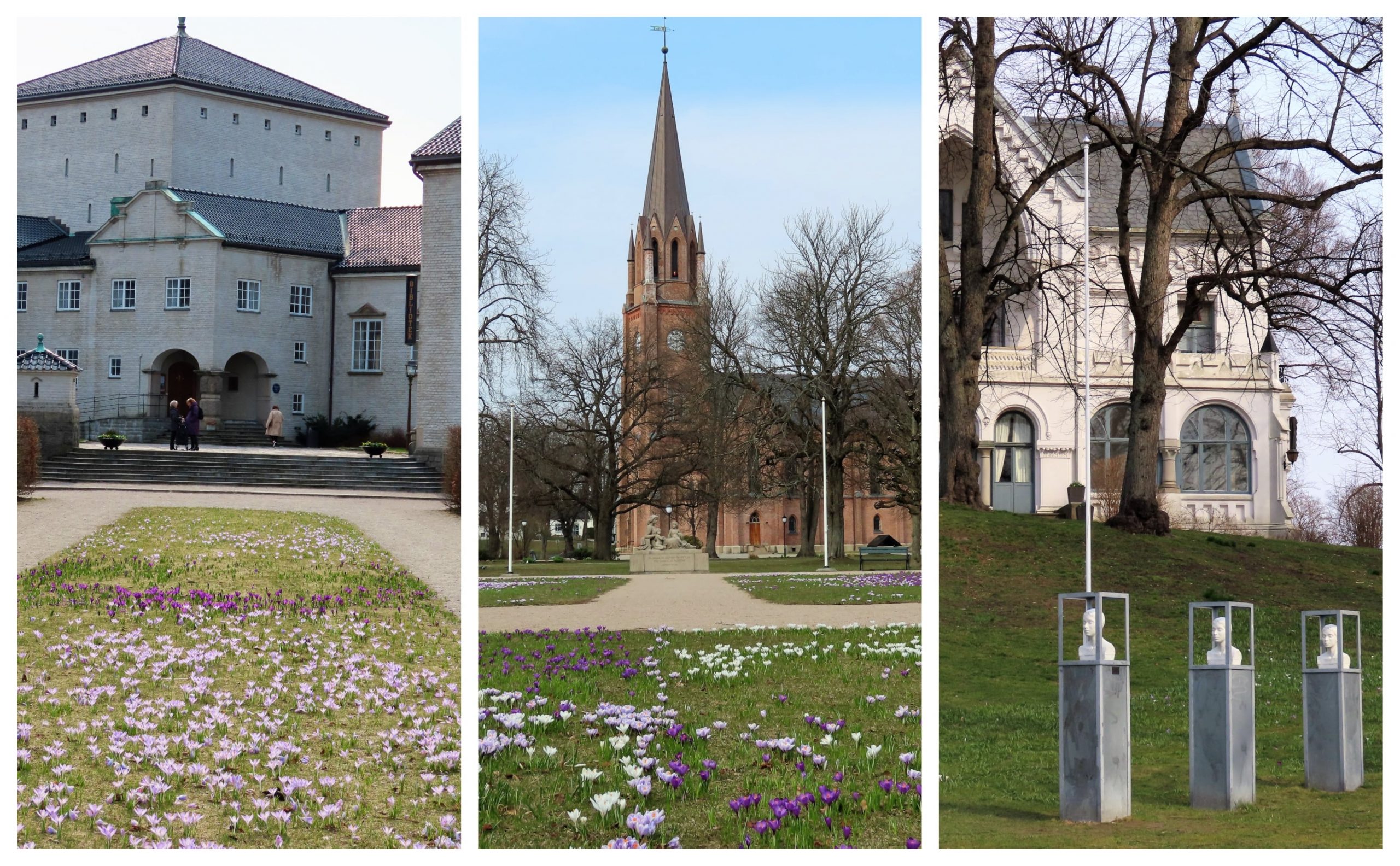 Krokusen blomstrer utenfor biblioteket, Domkirken og Rådhuset - kollasj