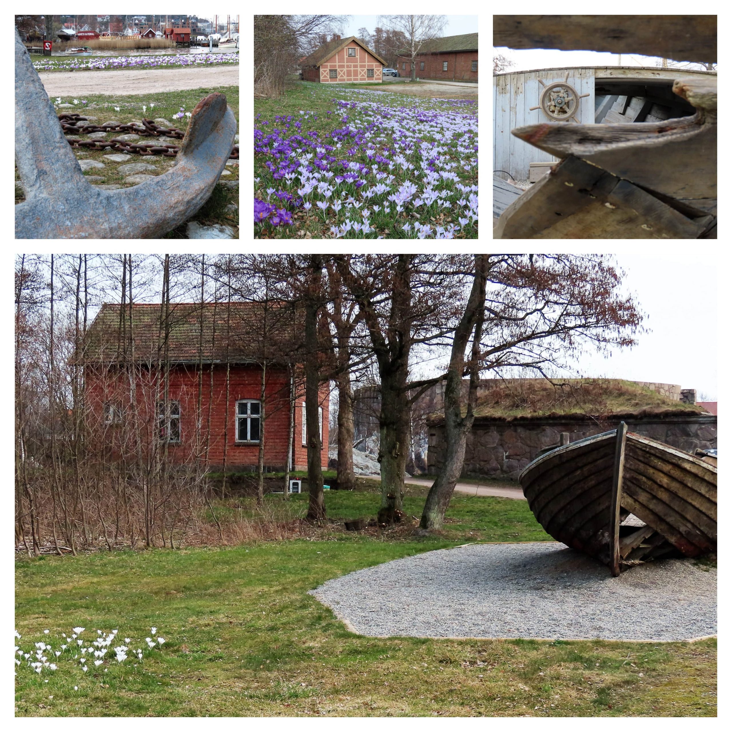 Fredrikstad fargelegger våren med krokus - kollasj med detaljer fra Isegran
