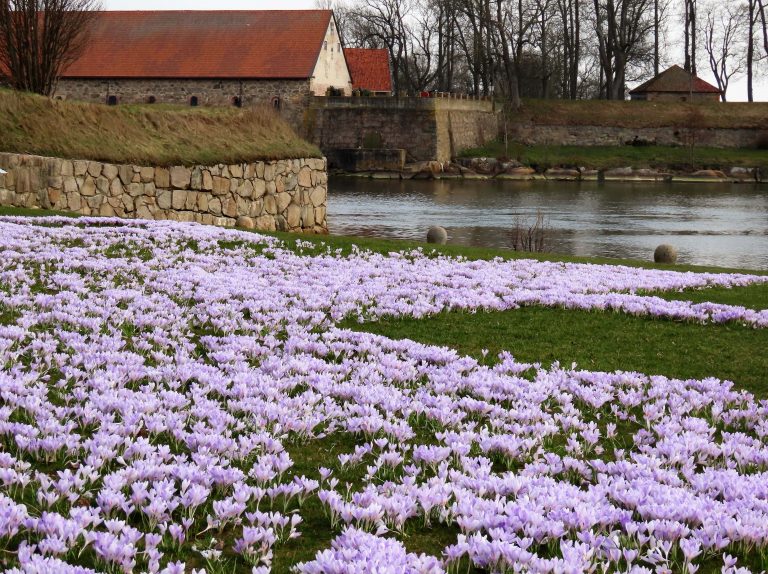 Fredrikstad fargelegger våren med krokus - utsikt fra Isegran mot Gamlebyen