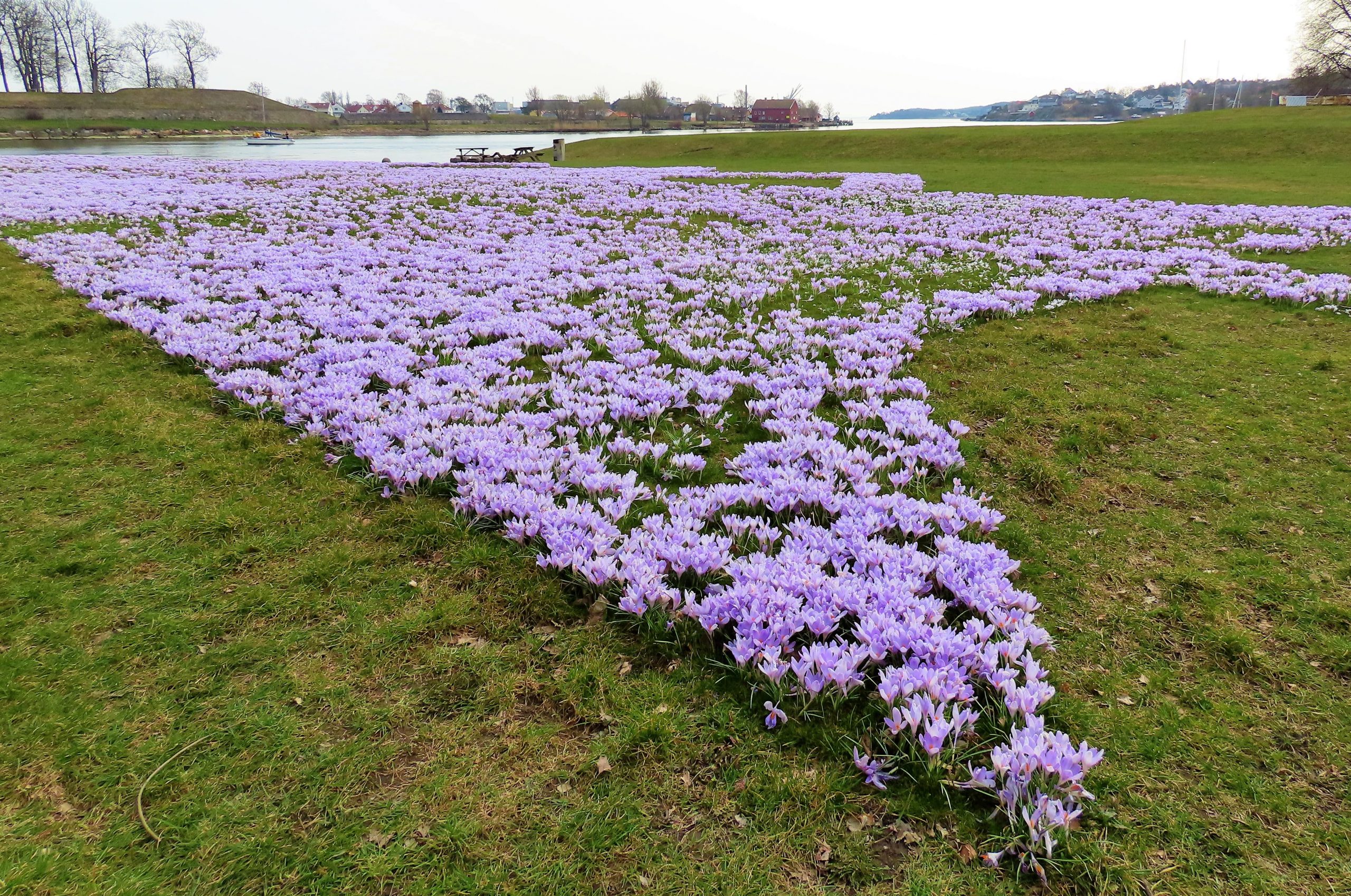 Fredrikstad fargelegger våren med krokus - utsikt fra Isegran mot Gamlebyen og Øra