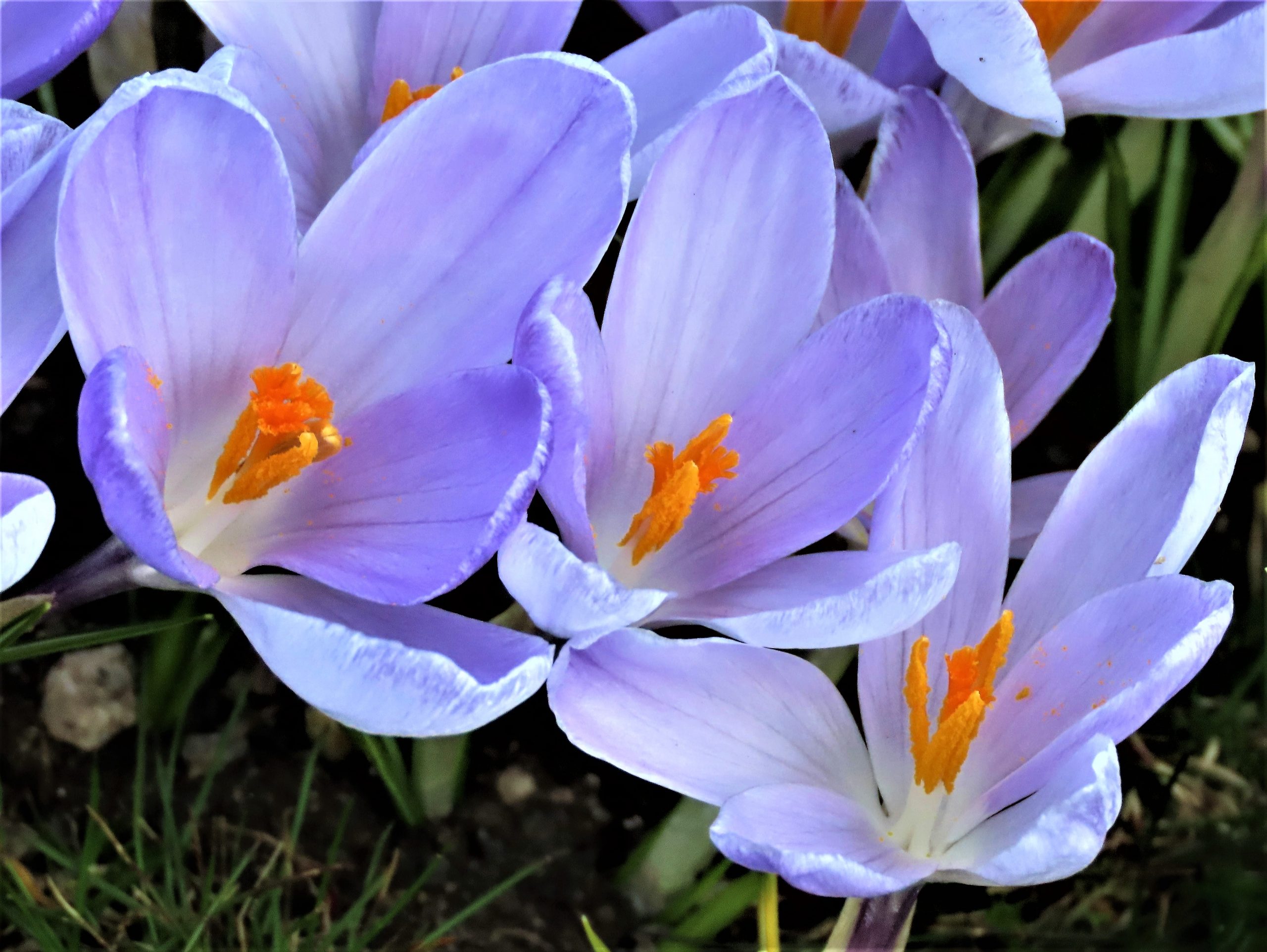 Krokurs florerer i Fredrikstad tidlig om våren