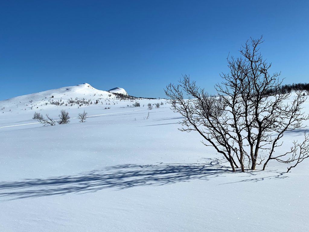 Vakker natur med snø på - Garli på Beitostølen