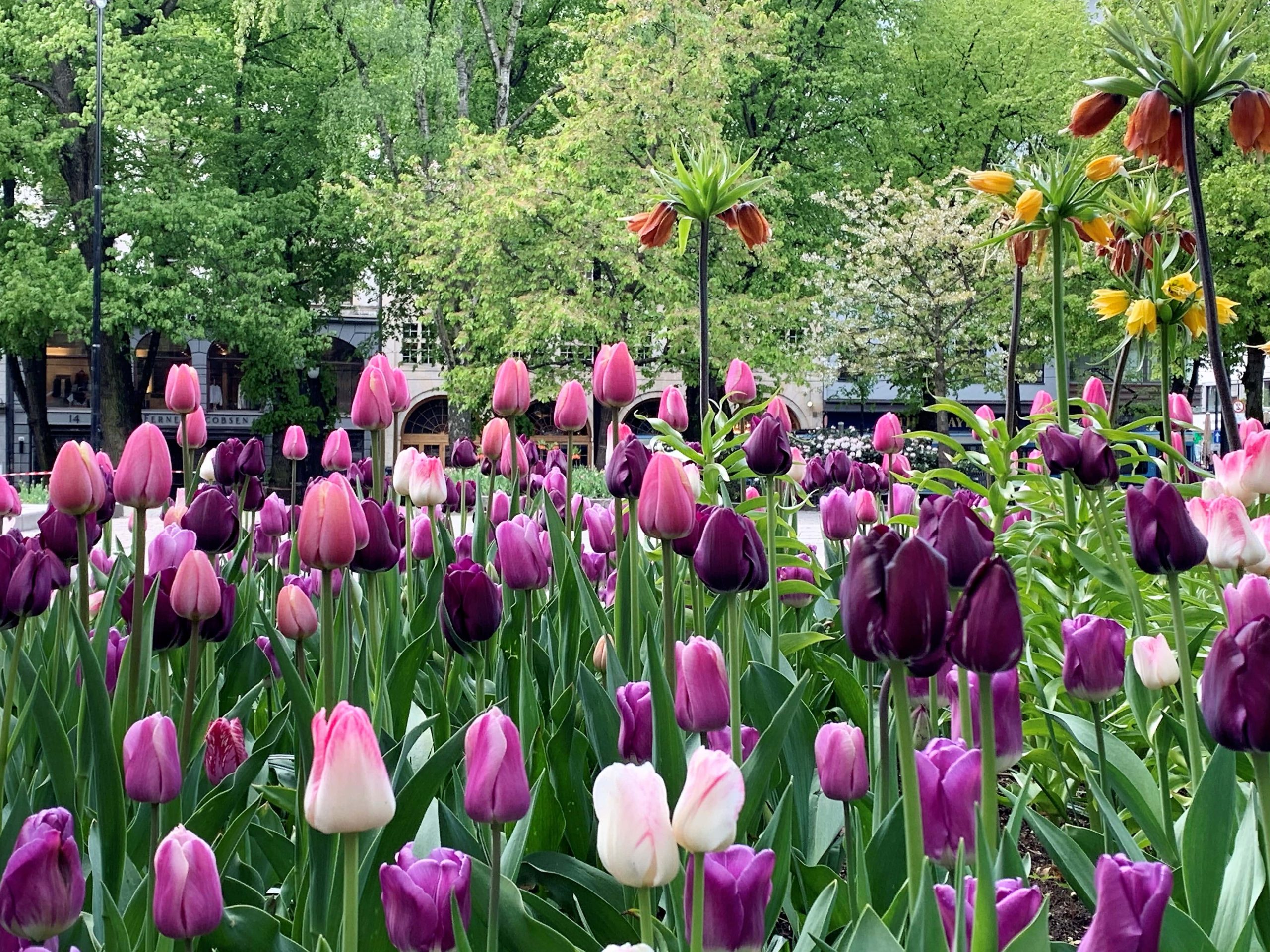 En fantastisk vårblomstring nær Karl Johansgate i Oslo