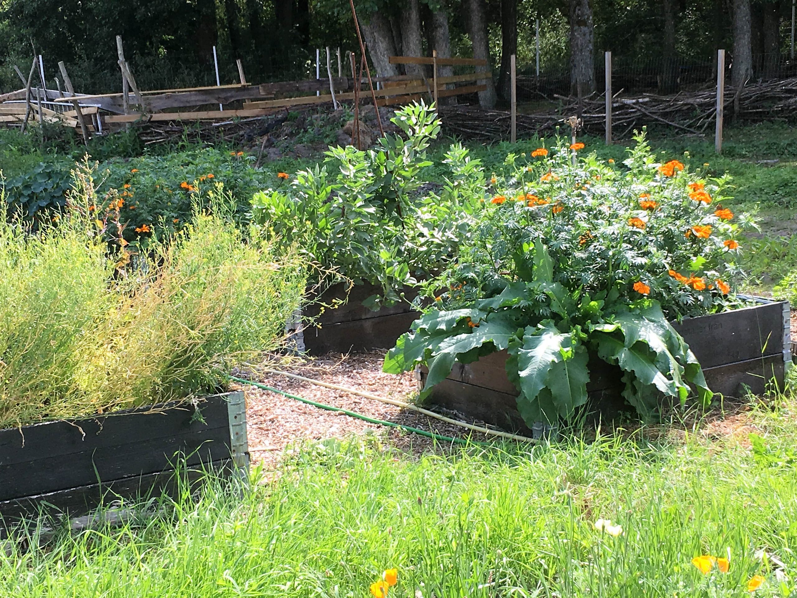Blomster og grønnsaksdyrking på Makø