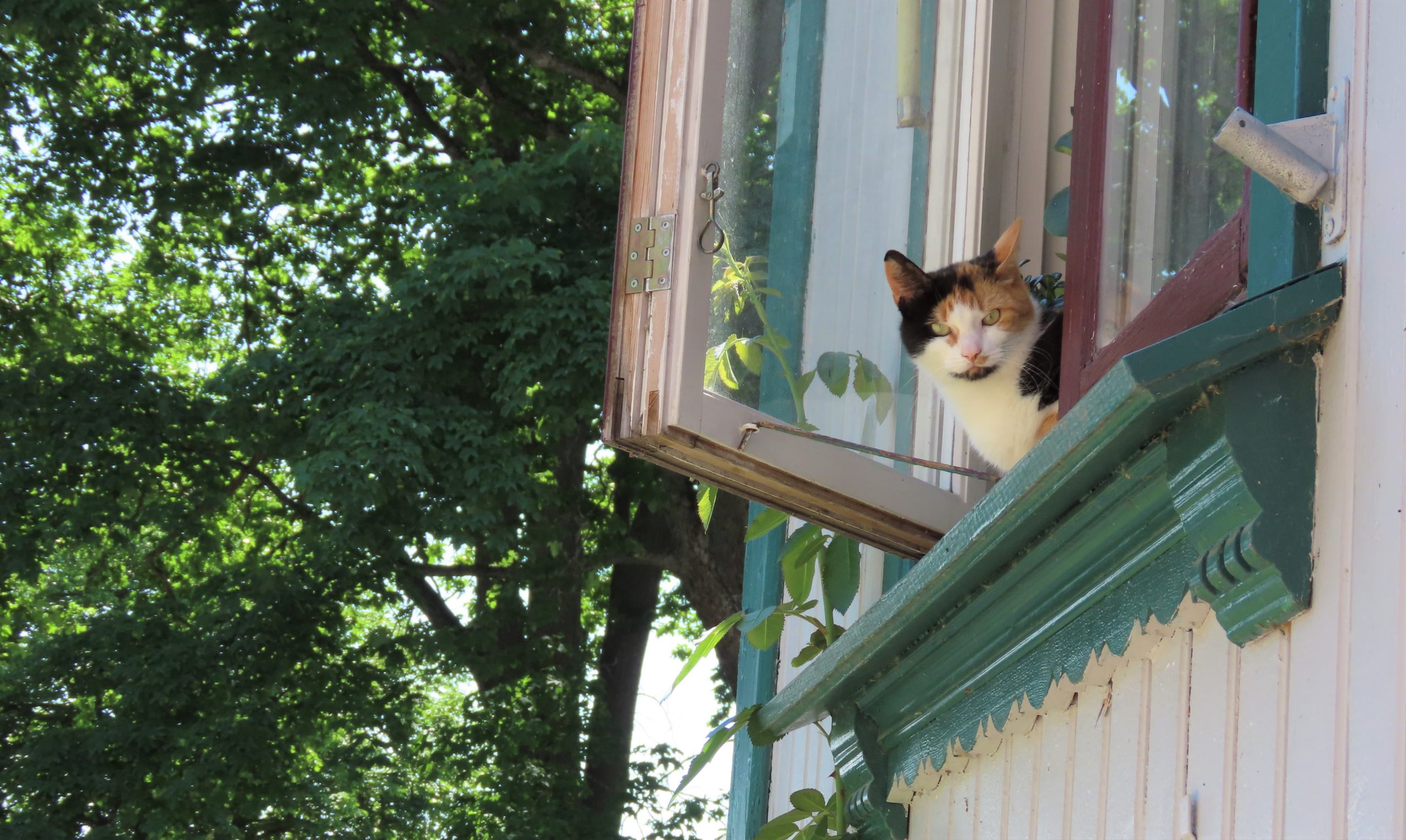 Ikke glem å ta en titt opp i boligvinduenelangs gatene - her titter en kattepus ut