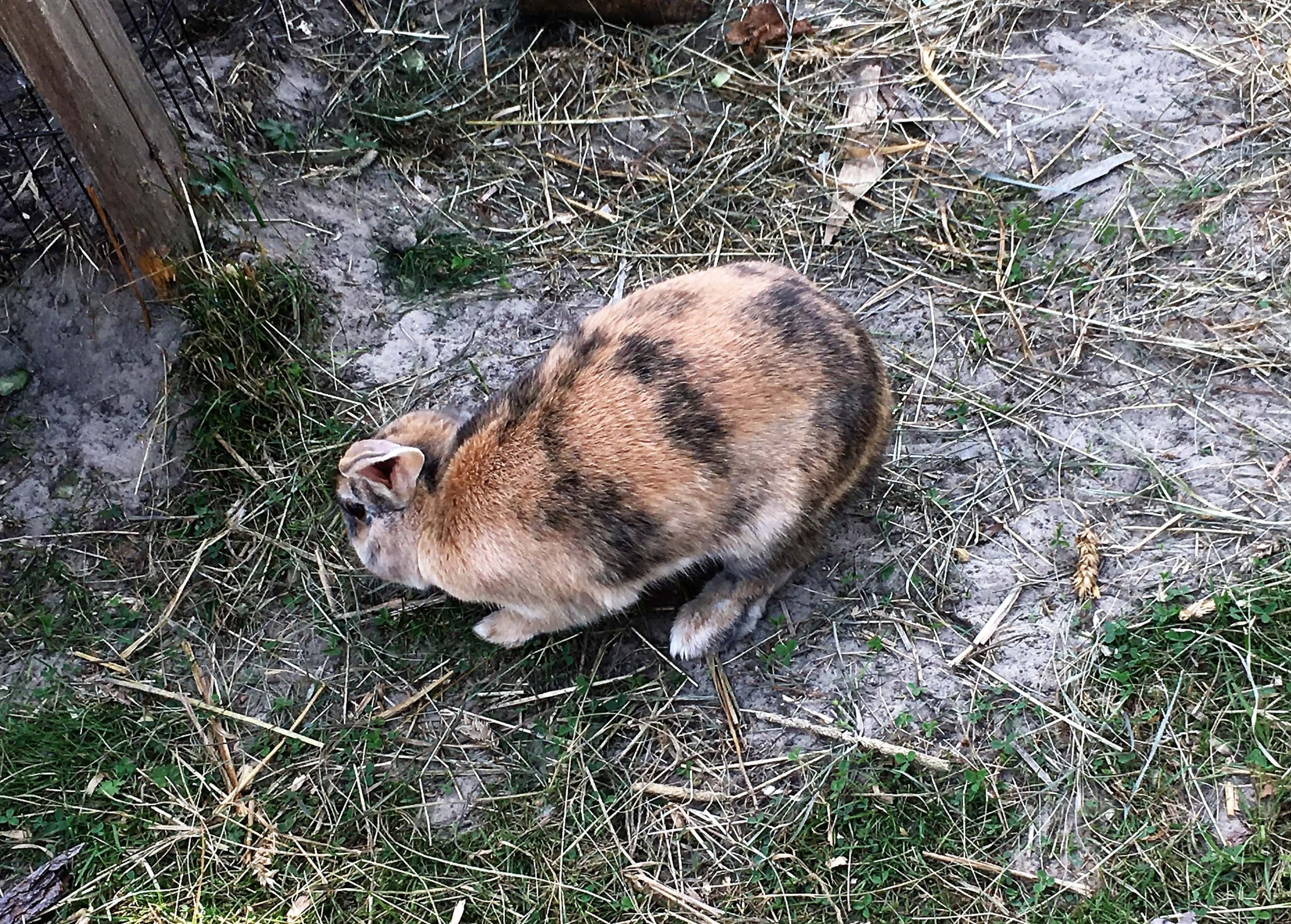 Kanin på Makø sommercafe
