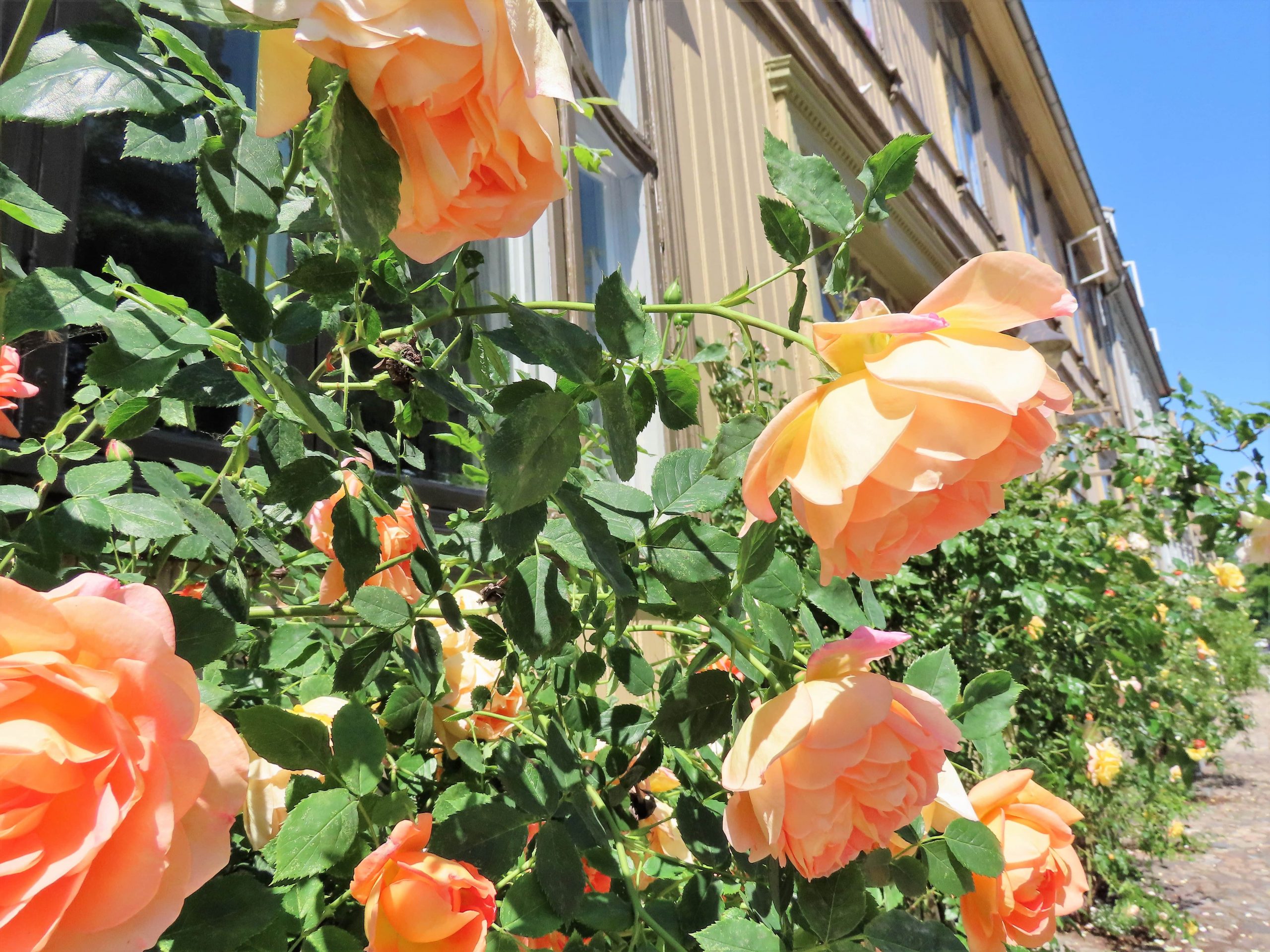 Nyt gjerne litt av roseduften på rusleturen i Gamlebyen