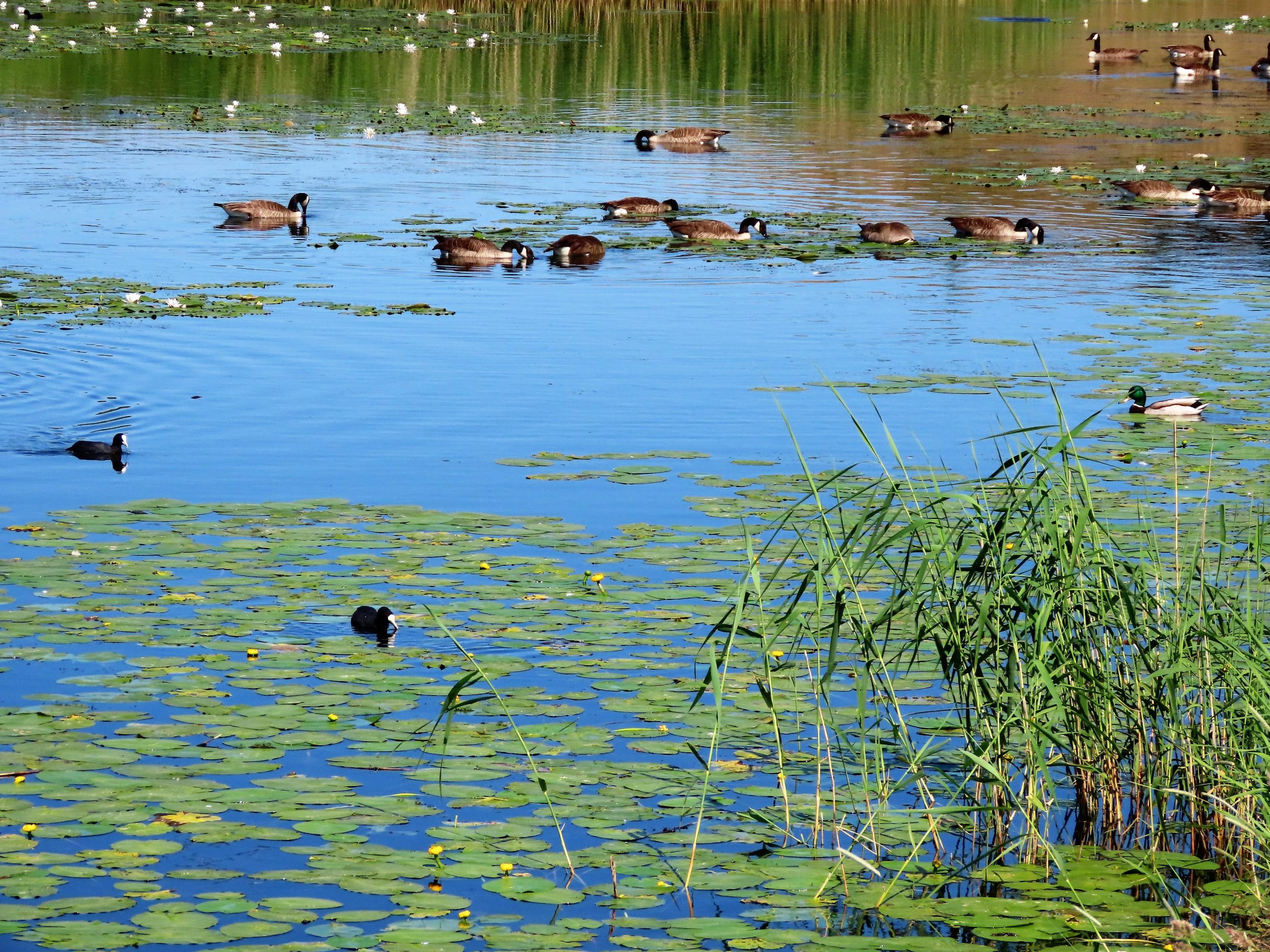 Tips til en sommerdag i sjarmerende Gamlebyen - endene svømmer stille rundt vollene