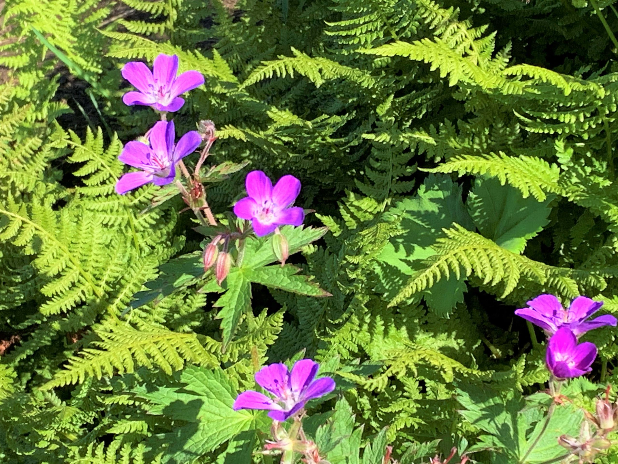 Herlig flora i den første delen opp og ned av Bitihorn