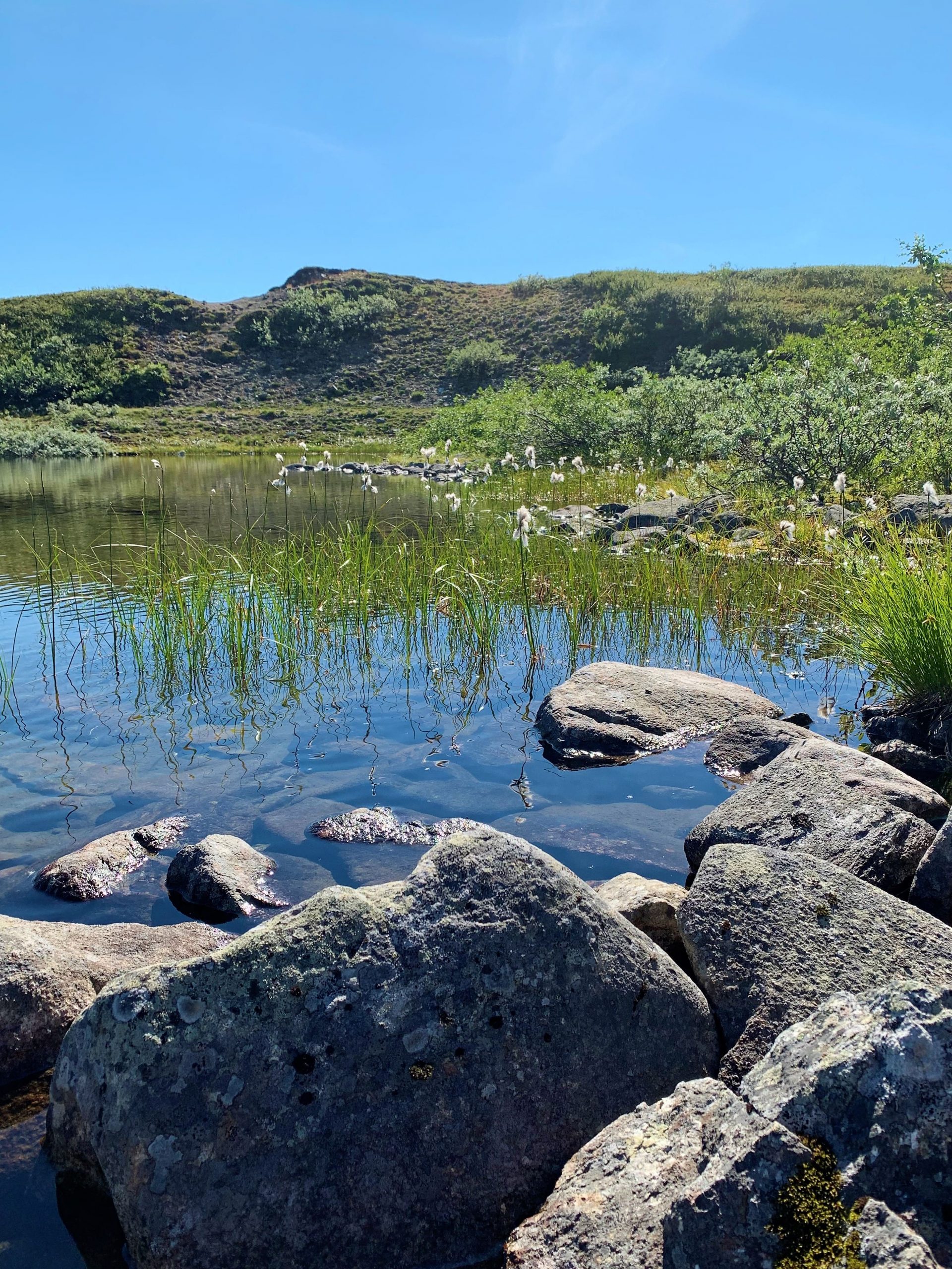 Vinstervatn byr på vakker natur og beitende dyr - Et vakkert tjern vi hvilte ved