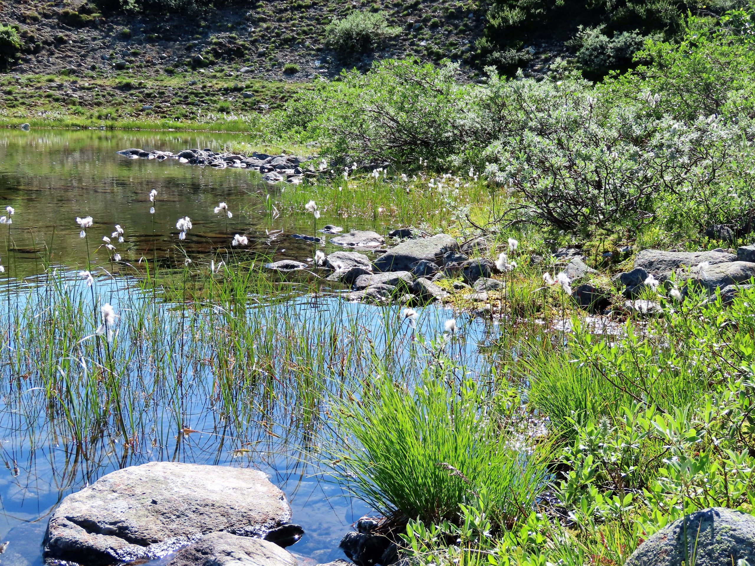 Vinstervatn byr på vakker natur og beitende dyr - vannet vi rastet ved
