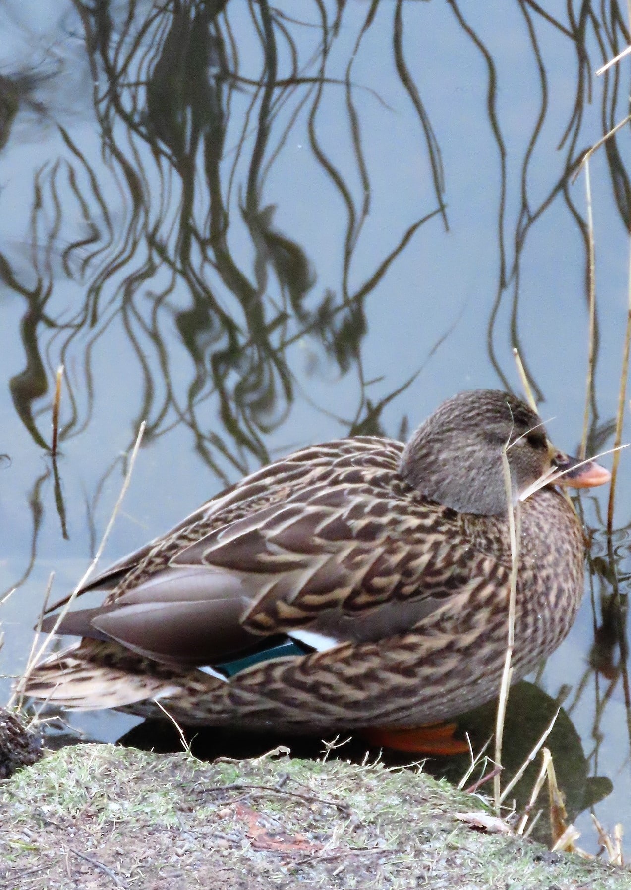 Endene koser seg på åpent vann ved vollgravene i Gamlebyen