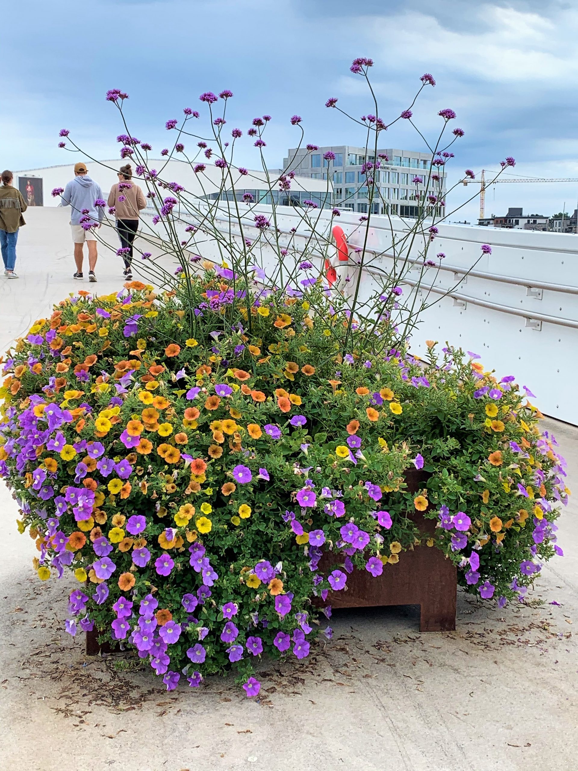Blomsteroverflod ved broa over til Buen kulturhus i Mandal