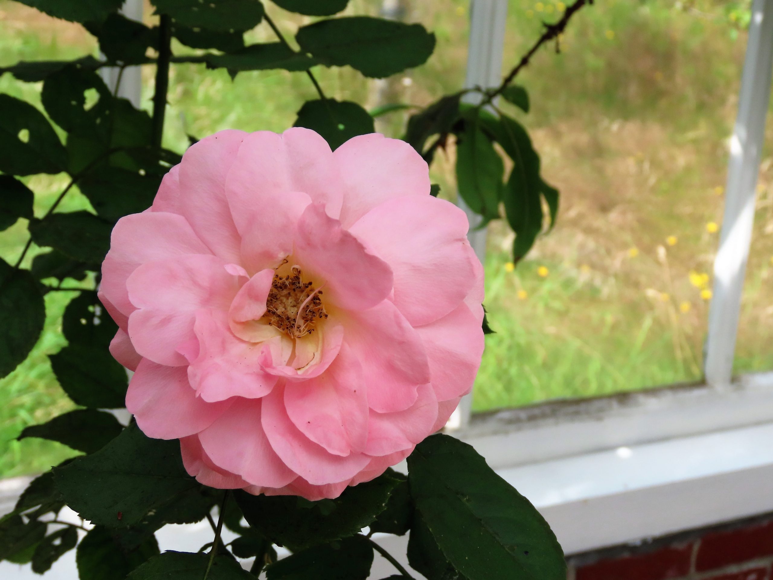 Nærbilde av rose i drivhuset på Risøbank