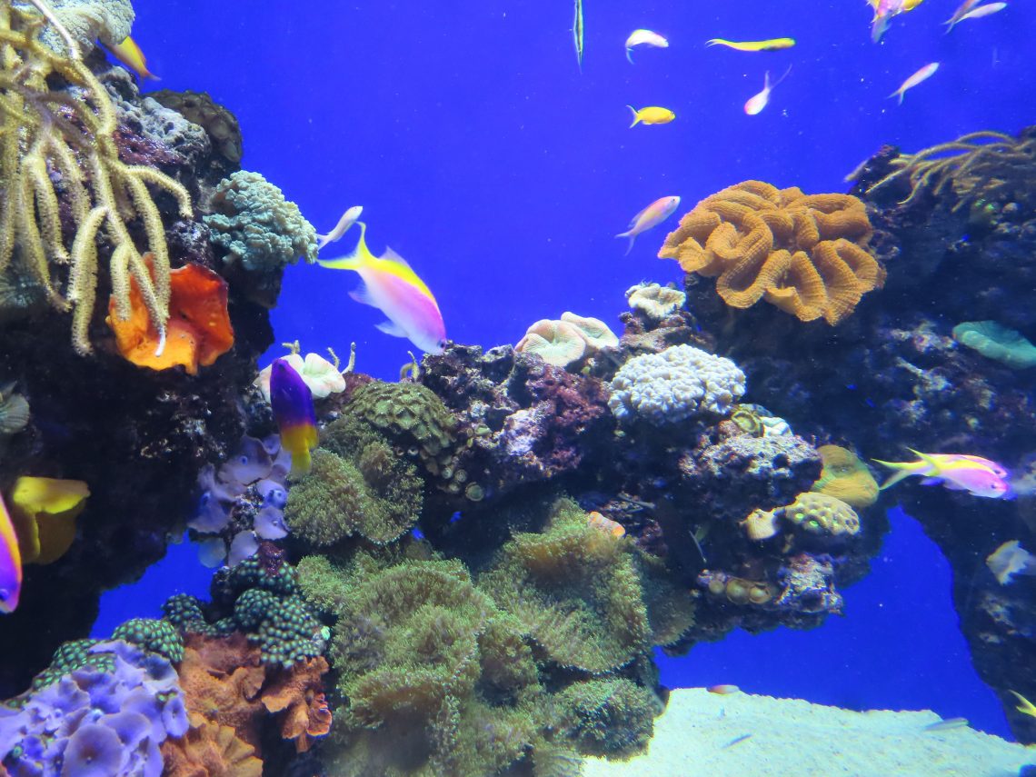 Opplev Den Blå Planet i København – et eventyr under vann - bilde fra et av akvariene