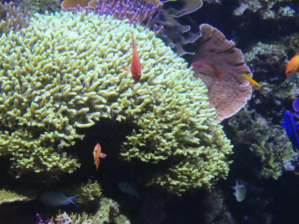 På nettsiden til Den Blå Planet finner du navn på alle fisker og koralrev