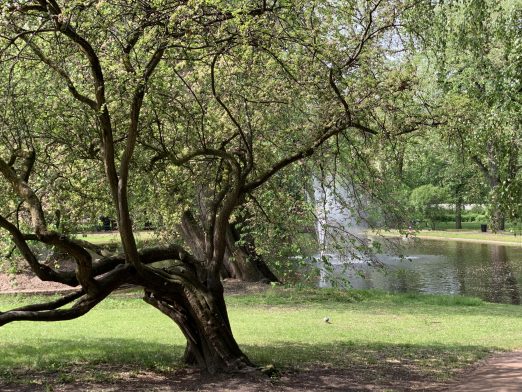 Et tre foran en av dammene i Slottsparken