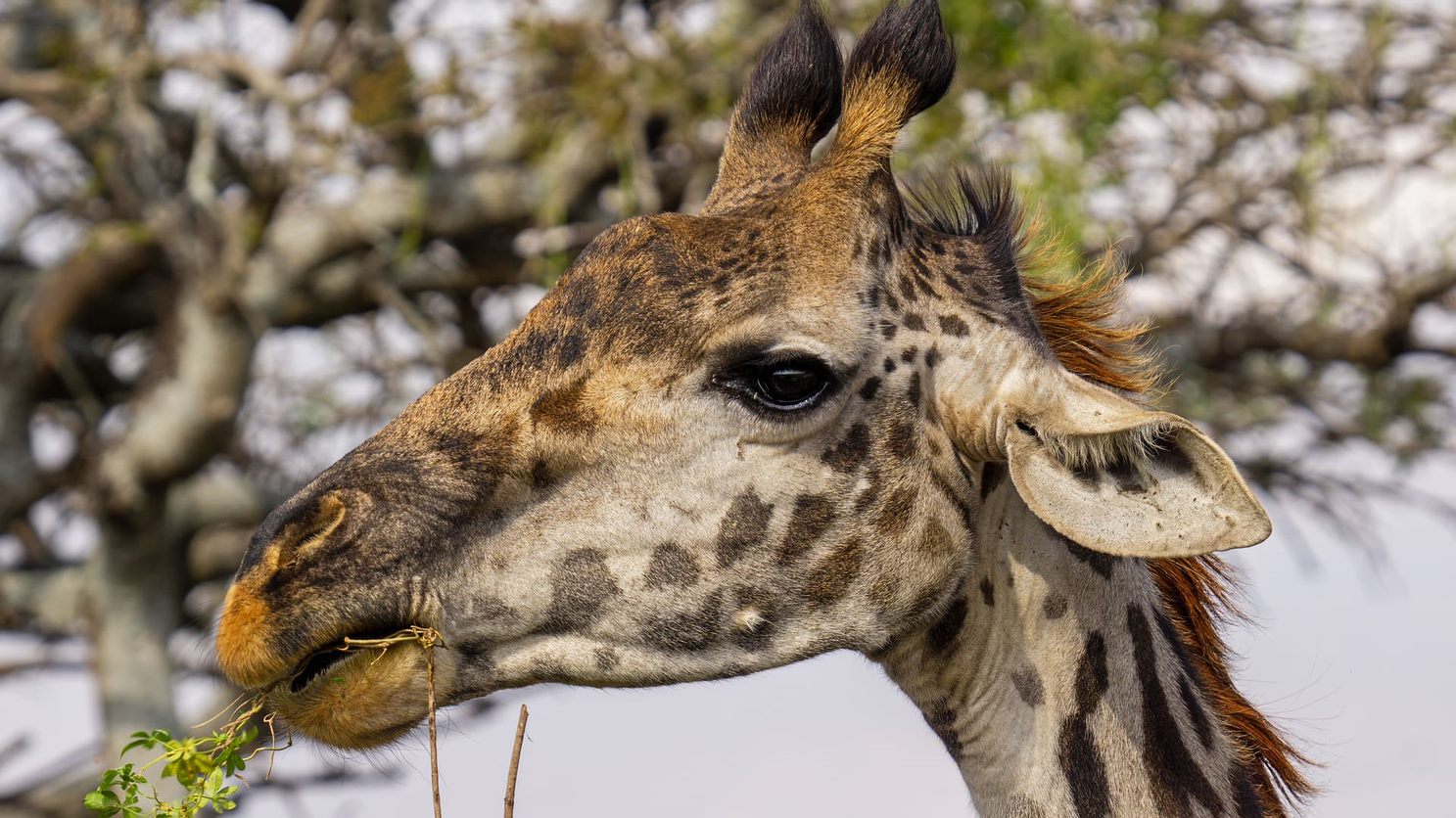 En tur til nasjonalparken Serengeti, Tanzania. Nærbilde av sjiraff