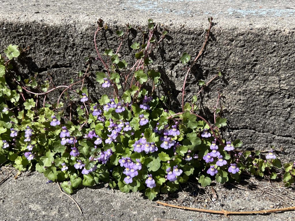 Opplev Risør - trehusbyen langs sørlandskysten - Murtorskemunn, ballastplanter fra seilskutetiden