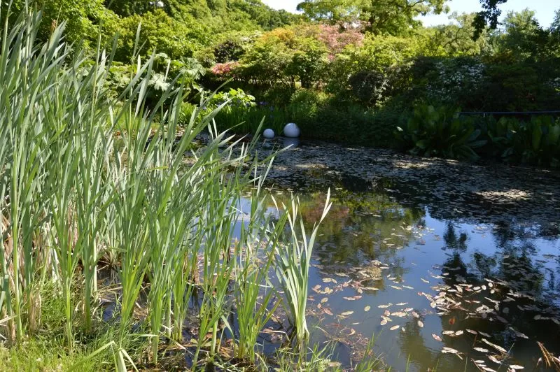 Damanlegg med blomsterbed rundt