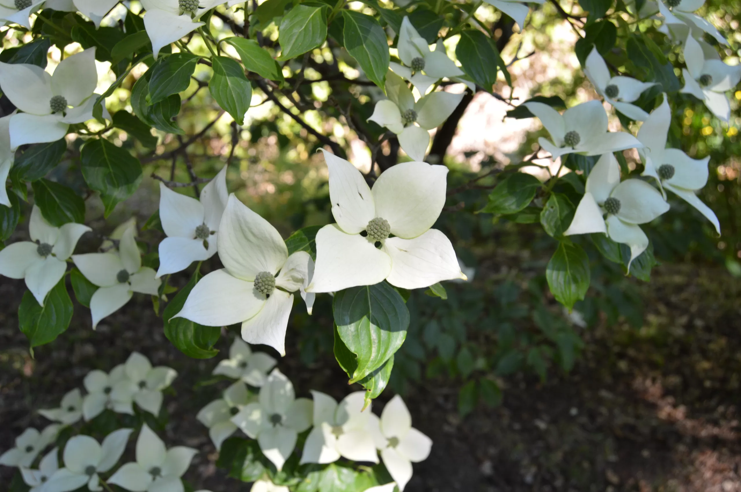 Det er blomsterrikt i Sofiero slottshage