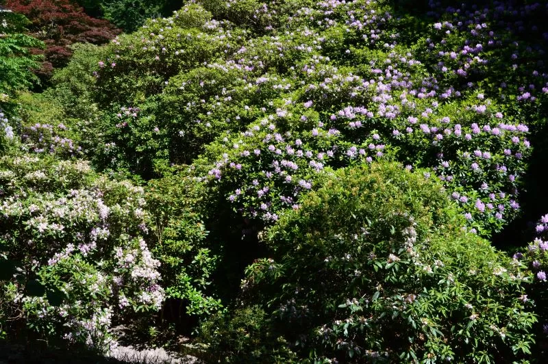 Fra dalen med utallige rododendrontrær i full blomst