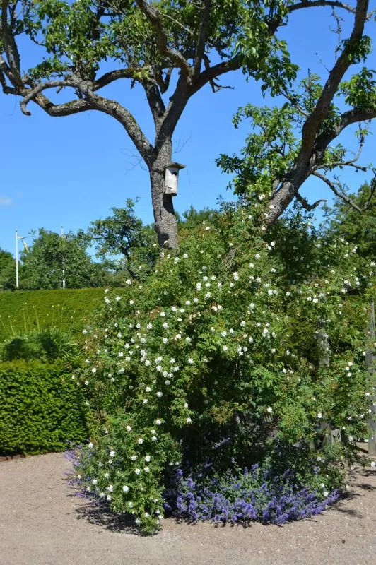 Klatreplanter oppetter epletre