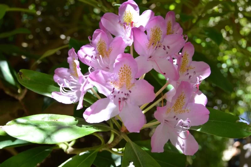 Rosa rododendron i Sofiero slottshage
