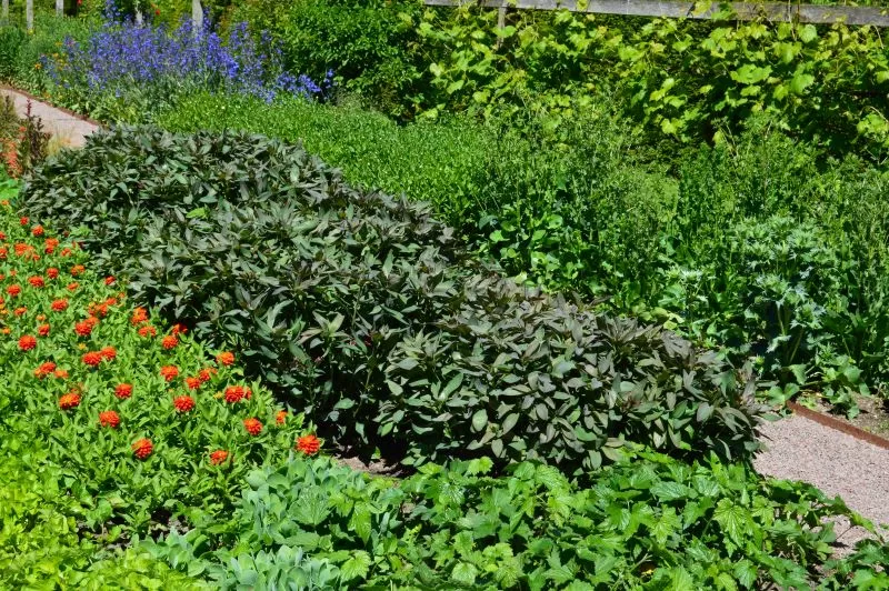 Sofiero Slott og slottshage - en eventyrlig reise - Bugnende blomsterbed