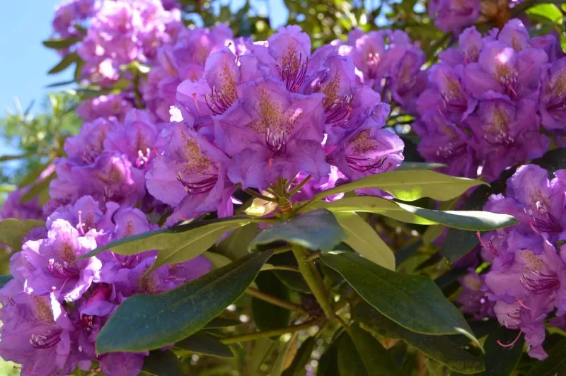 Sofiero Slott og slottshage - en eventyrlig reise - rododendronblomst