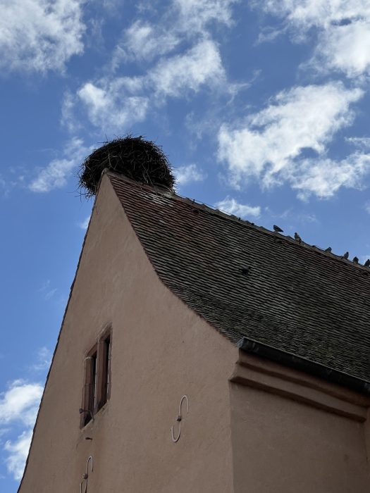 Storken har bygget mange fine reder i landsbyen