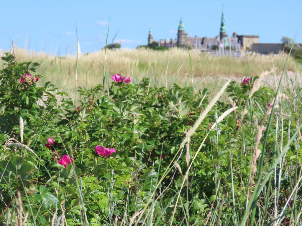 Utsikt fra Helsingør camping mot Kronborg Slott