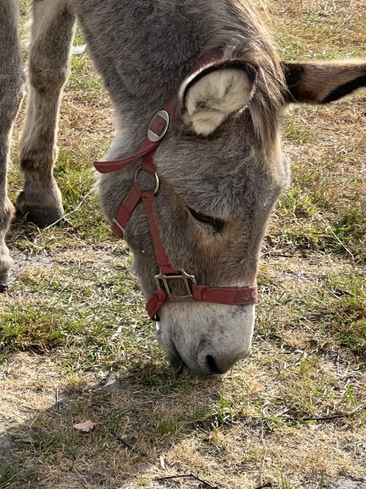Esel på campingplassen i Bremen, Tyskland på bobilferie fra Norge
