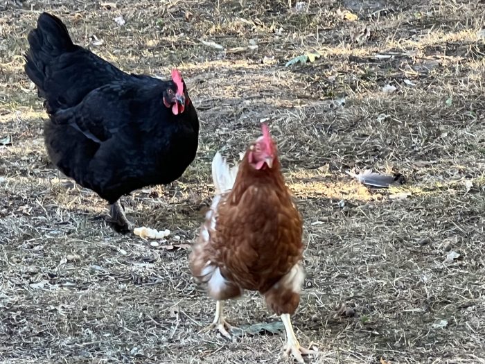 Dyrepark på campingplassen i Bremen