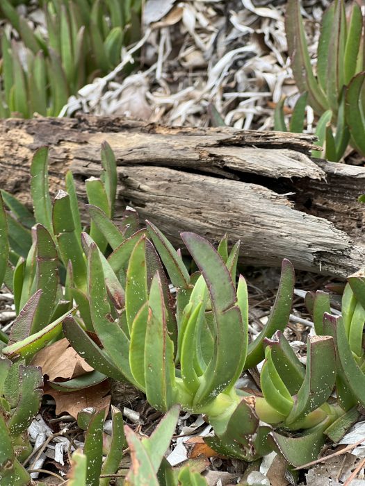 Aloe Vera på stranden på campingplassen Les Müres under bobilferien i Sør-Frankrike
